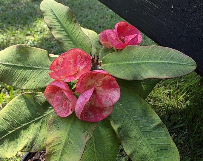 Orange Unicorn Thai Hybrid Crown of Thorns / Corona de Cristo