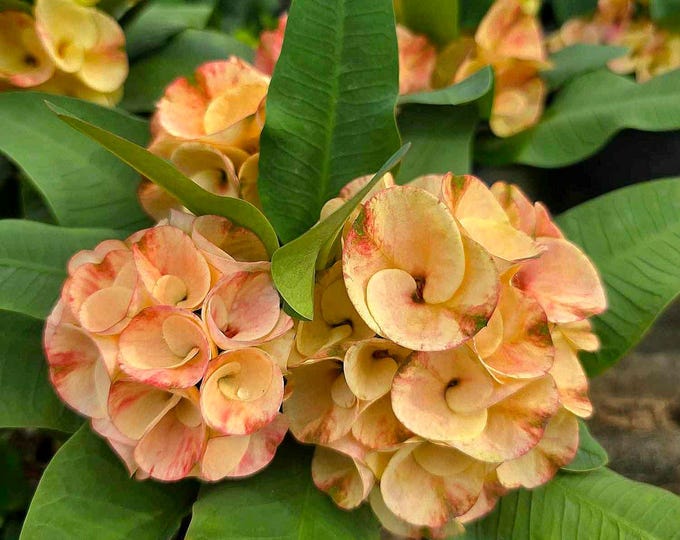 Sap Kong Thong Thai Hybrid Crown of Thorns / Corona de Cristo