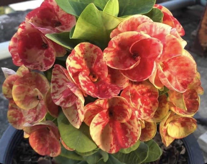 Yingcharoen Thai Hybrid Crown of Thorns / Corona de Cristo