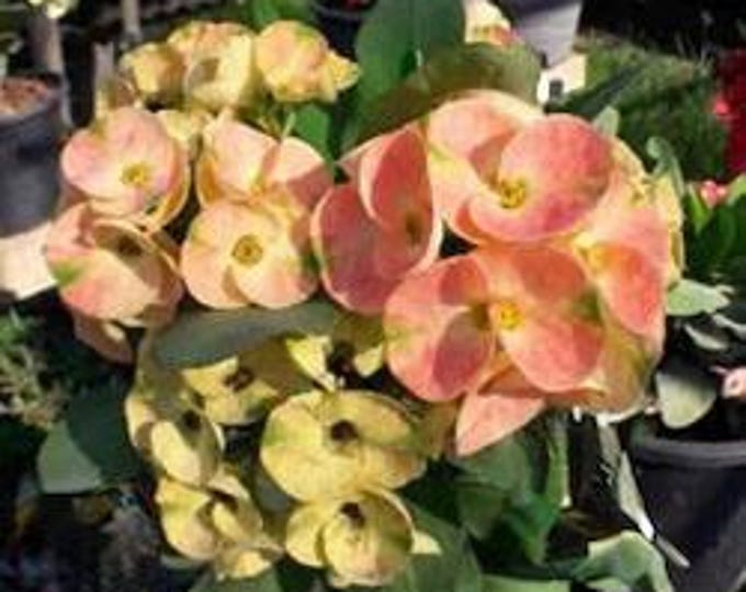 Fortune Blessing Thai Hybrid Crown of Thorns / Corona de Cristo