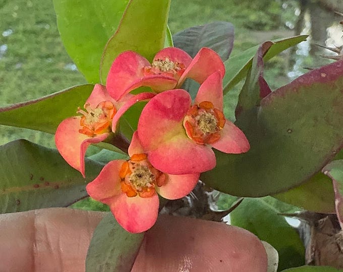 Sunbird Thai Hybrid