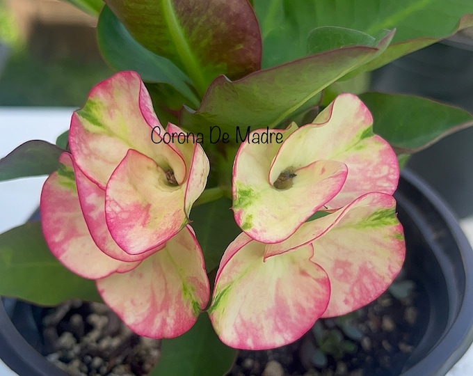 Pink Ocean Thai Hybrid Crown of Thorns / Corona de Cristo