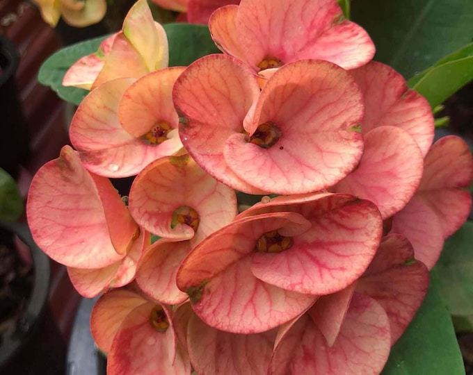 Lert Pa-tha-phee Thai  Hybrid Crown of Thorns / Corona de Cristo