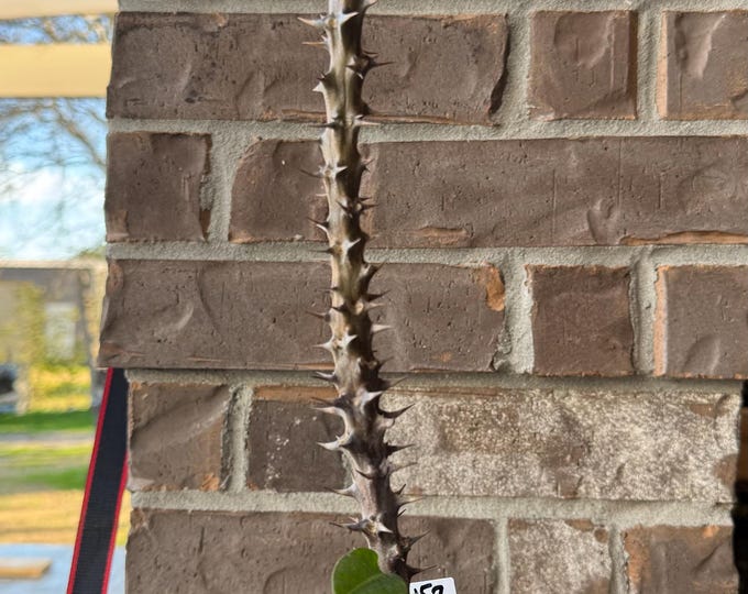 UNKNOW COLOR Thai Hybrid (157) Crown of Thorns / Corona de Cristo