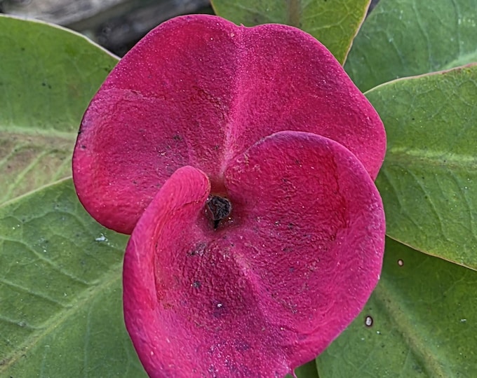 Wealthora Thai Hybrid Crown of Thorns / Corona de Cristo