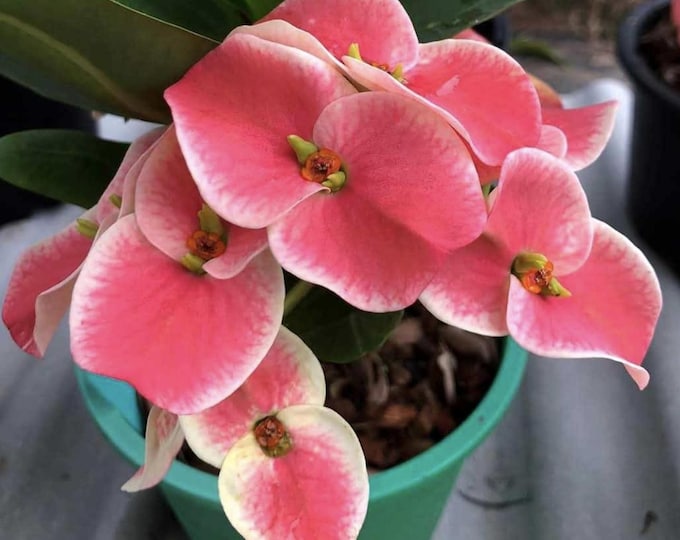 Butterfly Thai Hybrid Crown of Thorns / Corona de Cristo