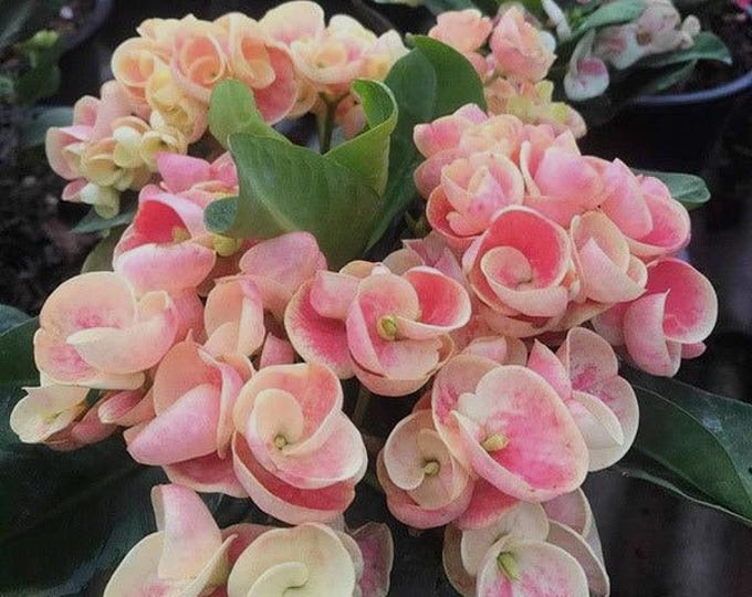Songkran Thai Hybrid Crown of Thorns / Corona de Cristo