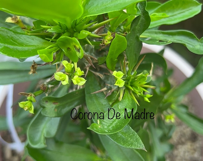 Exotic Euphorbia Species (VERY SMALL BLOOMS)