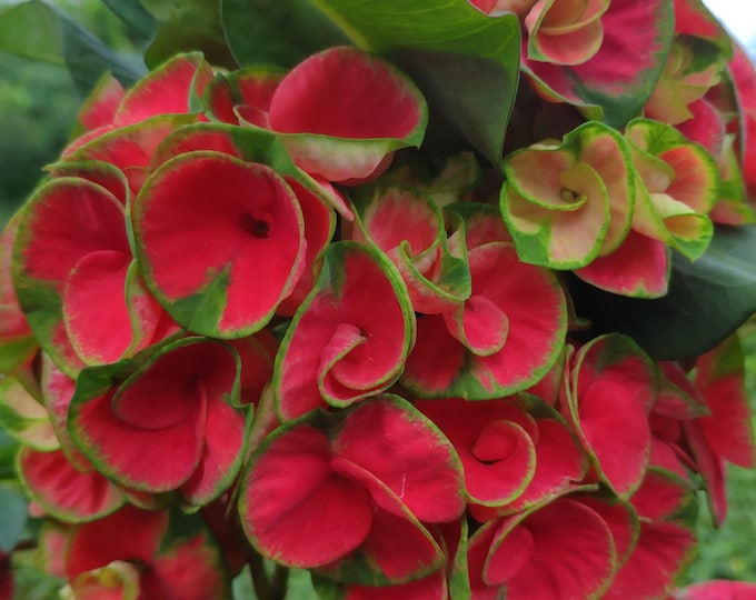 Siam Warriors / Yodkunpol Thai Hybrid Crown of Thorns / Corona de Cristo