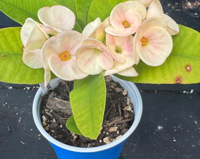 Dew of Stars Thai Hybrid Crown of Thorns / Corona de Cristo