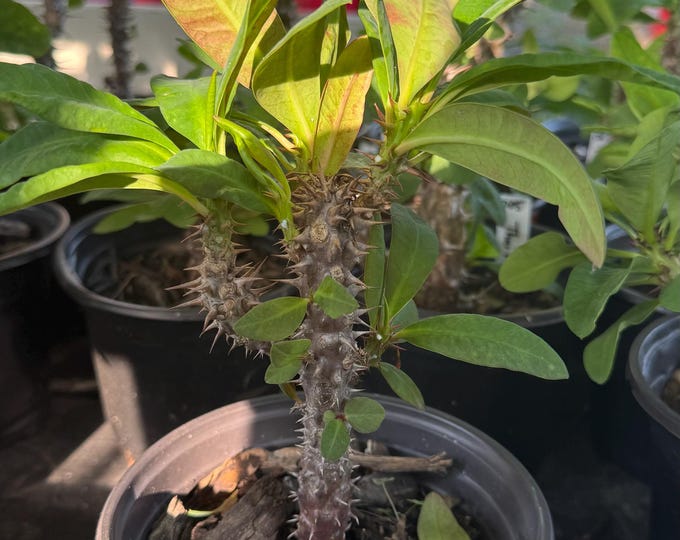 UNKNOWN COLOR (338) Thai Hybrid Crown of Thorns / Corona de Cristo