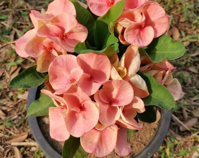 Lemon Soda Thai Hybrid Crown of Thorns / Corona de Cristo