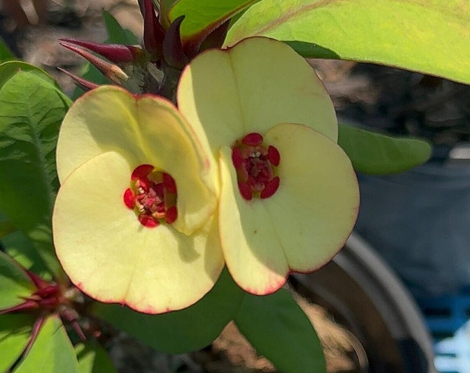 Puttharaska Thai Hybrid Crown of Thorns / Corona de Cristo