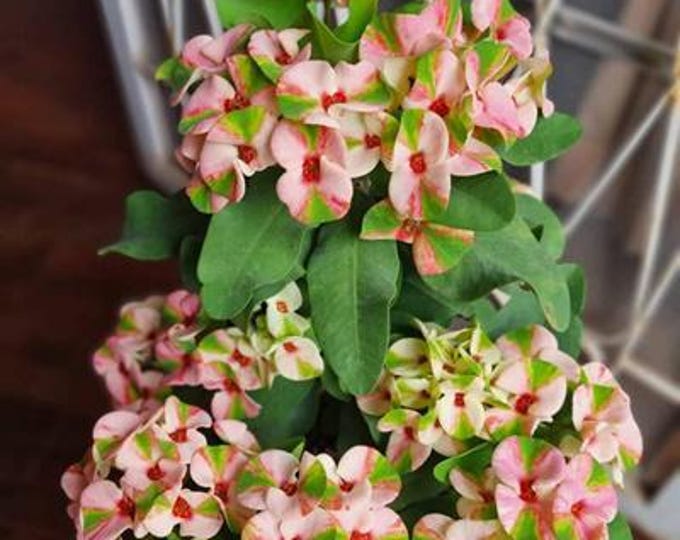 Diamonds Night Thai Hybrid Crown of Thorns / Corona de Cristo