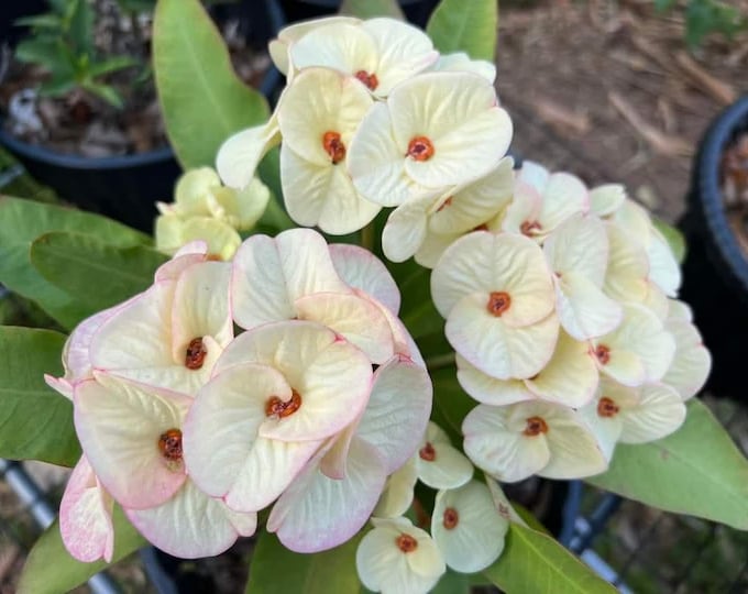 Petthara Morakorn Thai Hybrid Crown of Thorns / Corona de Cristo