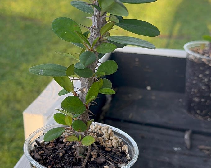 UNKNOWN COLOR Thai Hybrid Crown of Thorns / Corona de Cristo
