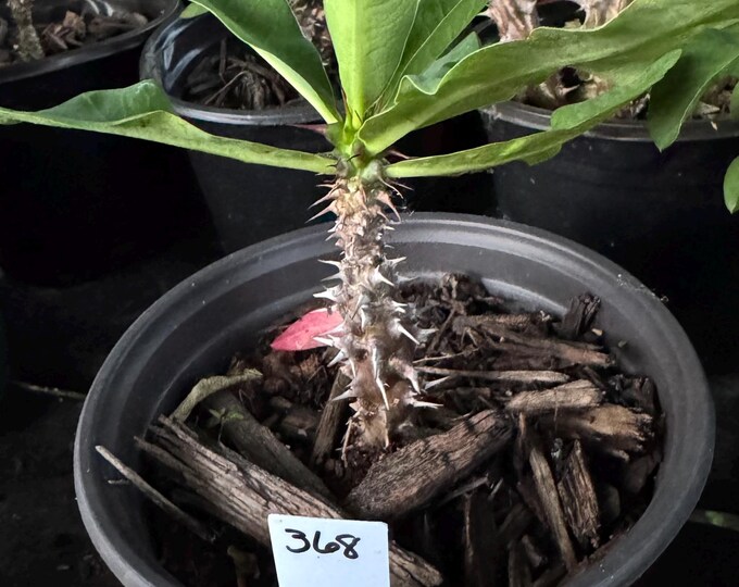 UNKNOWN COLOR (368) Thai Hybrid Crown of Thorns / Corona de Cristo