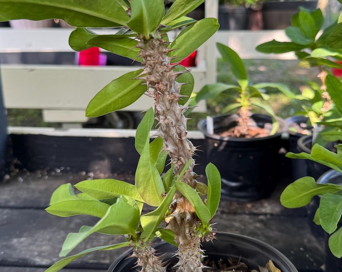 UNKNOW COLOR Thai Hybrid (004) Crown of Thorns / Corona de Cristo