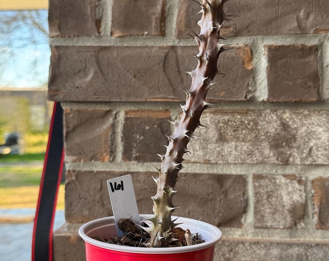 UNKNOW COLOR Thai Hybrid (161) Crown of Thorns / Corona de Cristo
