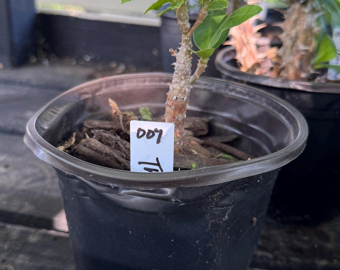 UNKNOWN COLOR (See PICTURES) Thai Hybrid (007) Crown of Thorns / Corona de Cristo
