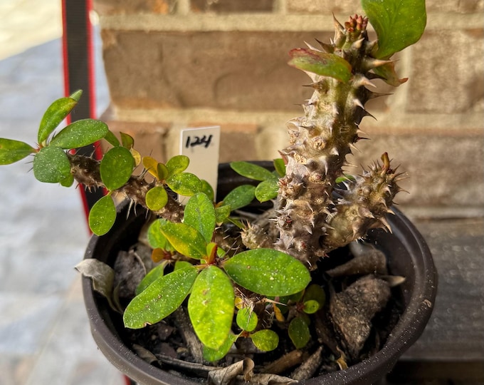 UNKNOWN COLOR (See PICTURES) Thai Hybrid (124) Crown of Thorns / Corona de Cristo