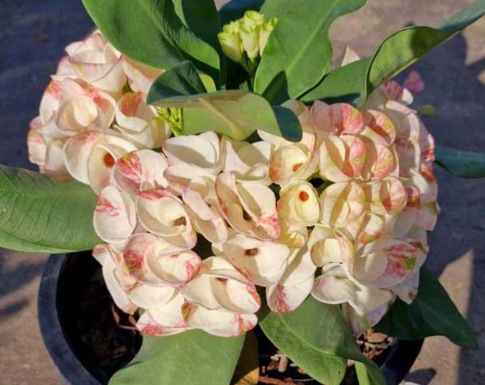 Blissful Delight Thai Hybrid Crown of Thorns / Corona de Cristo