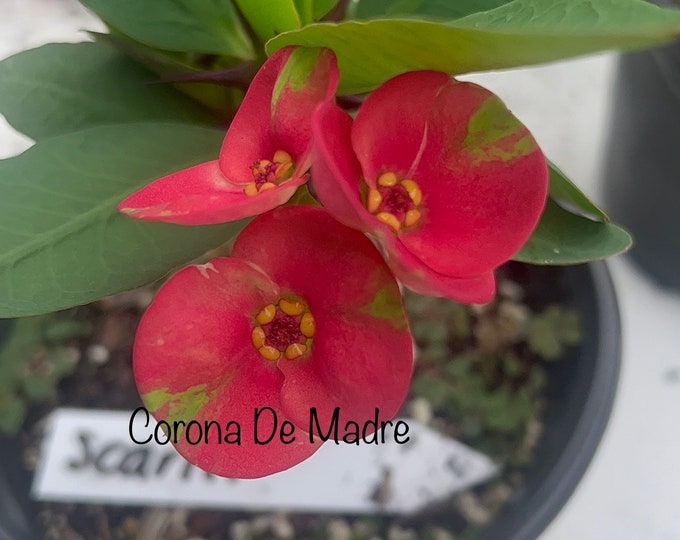 Scarlet Thai Hybrid of Thorns / Corona de Cristo