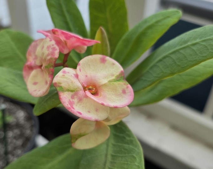 Mandarin Sweet Thai Hybrid Crown of Thorns / Corona de Cristo