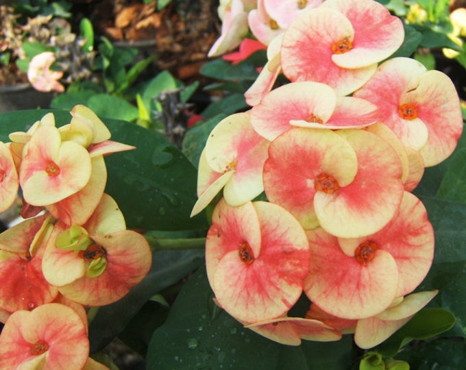 Mil Colores or Blance Thai Hybrid  Crown of Thorns / Corona de Cristo