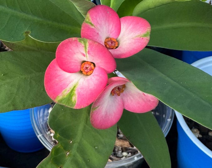 Fantasy Diamond Thai Hybrid Crown of Thorns / Corona de Cristo
