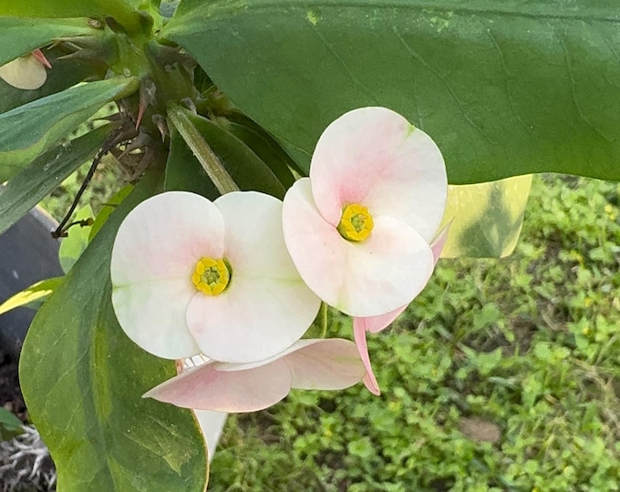 Pink Sky Thai Hybrid Crown of Thorns / Corona de Cristo