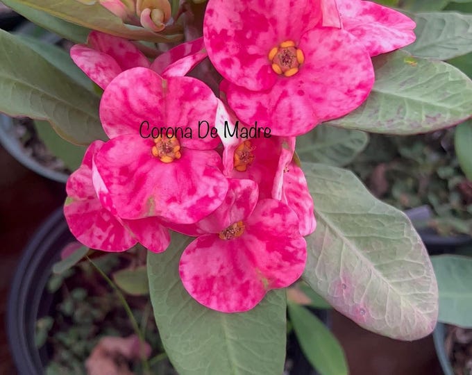 Nakorn Thai or Houston Thai Hybrid Crown of Thorns / Corona de Cristo