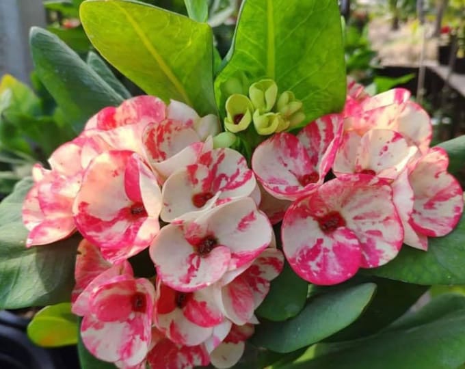 Magic Bell Thai Hybrid Crown of Thorns / Corona de Cristo