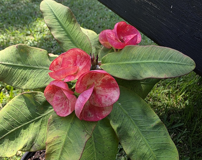 Orange Unicorn Thai Hybrid Crown of Thorns / Corona de Cristo