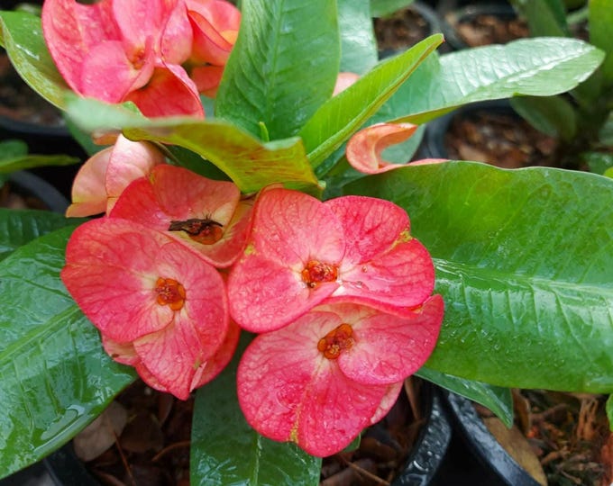Sappaisan Thai Hybrid Crown of Thorns / Corona de Cristo