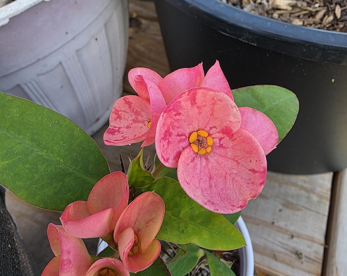 Rose Bella Thai Hybrid  Crown of Thorns / Corona de Cristo