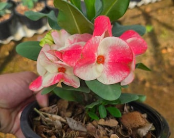 Embrace Thai Hybrid of Thorns / Corona de Cristo