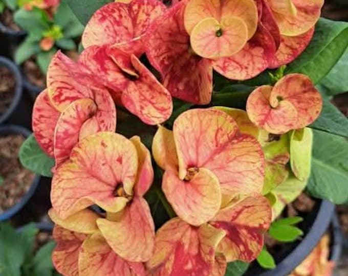 Ing Chan OR Sweet Moon Thai Hybrid Crown of Thorns / Corona de Cristo