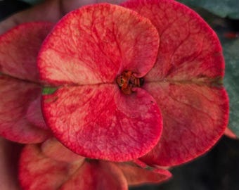 Inferno Bloom Thai Hybrid Crown of Thorns / Corona de Cristo