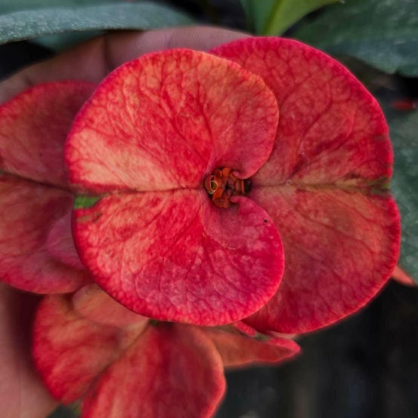 Inferno Bloom Thai Hybrid Crown of Thorns / Corona de Cristo