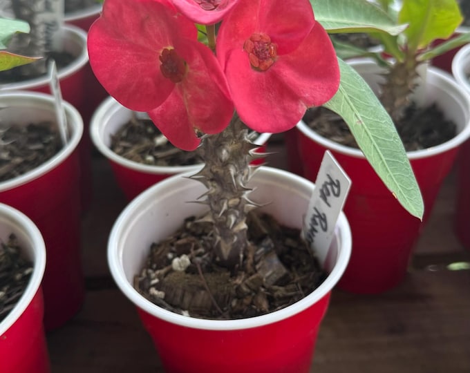 Red Romance Thai Hybrid Crown of Thorns / Corona de Cristo