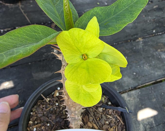 Yok U-Dom Thai Hybrid Crown of Thorns / Corona de Cristo