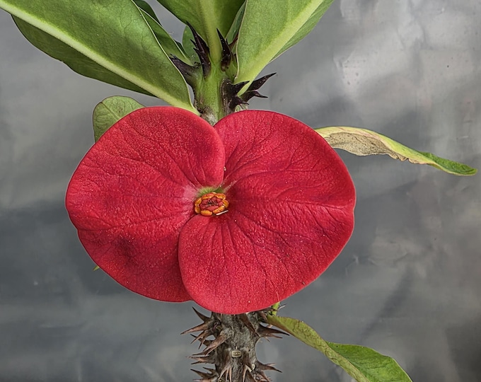 New Richer Thai Hybrid Crown of Thorns / Corona de Cristo