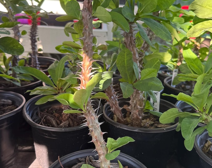 UNKNOWN COLOR (337) Thai Hybrid Crown of Thorns / Corona de Cristo
