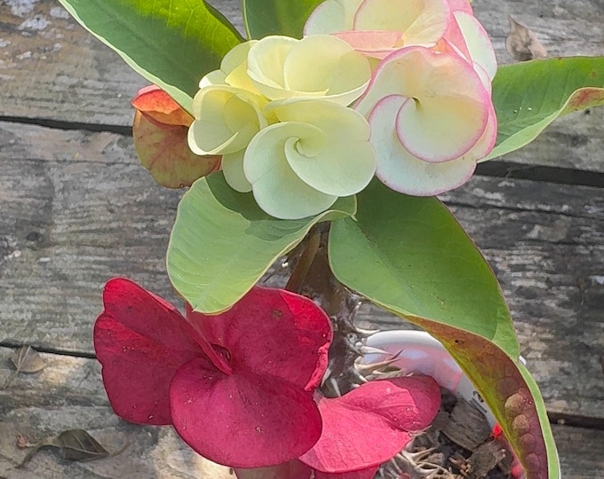 Mother Pearl Thai Hybrid of Thorns / Corona de Cristo