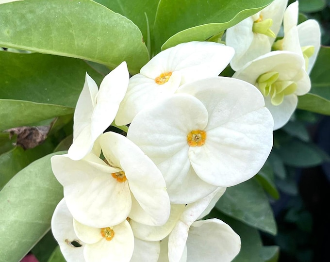 Bright Money OR Ngern Sethee Thai Hybrid of Thorns / Corona de Cristo