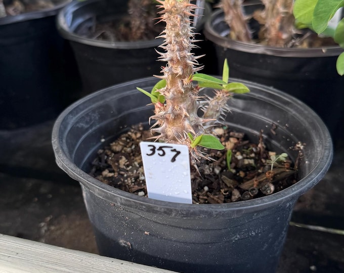 UNKNOWN COLOR (357) Thai Hybrid Crown of Thorns / Corona de Cristo