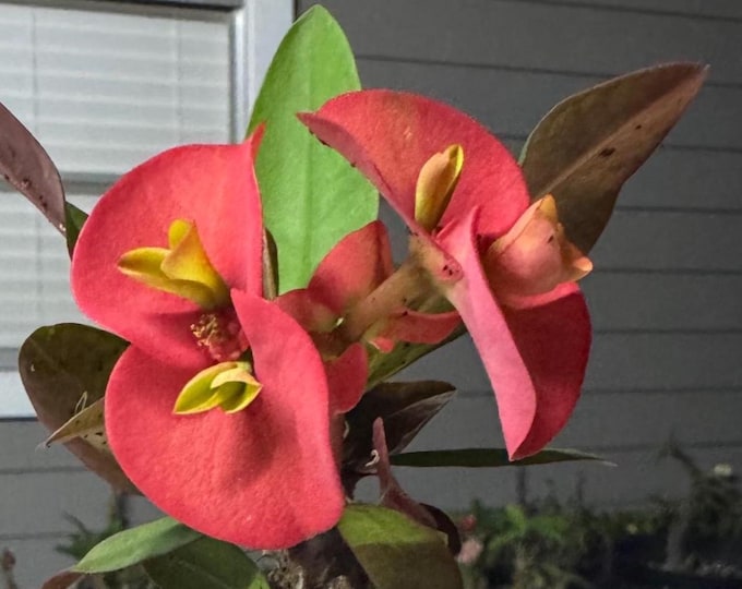 Thai Hybrid (320) Crown of Thorns / Corona de Cristo