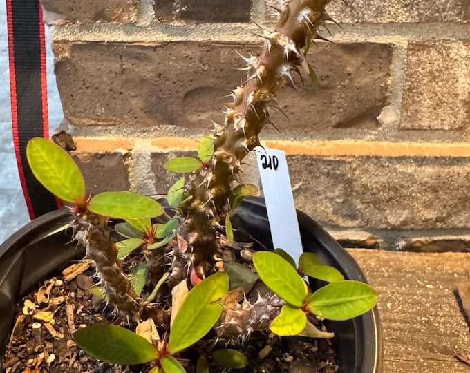 UNKNOWN COLOR Thai Hybrid (210) Crown of Thorns / Corona de Cristo