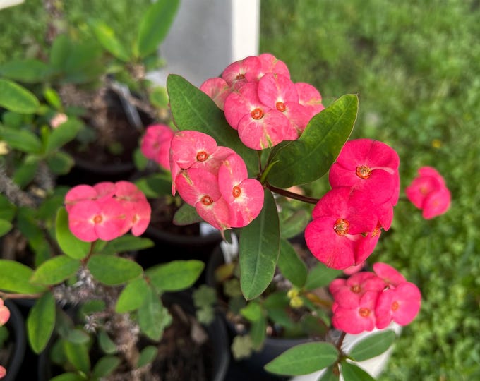 Pink Superstar Thai Hybrid Crown of Thorns / Corona de Cristo